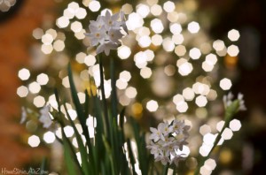 bokeh