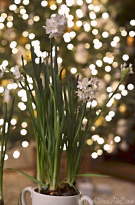 paperwhites bokeh