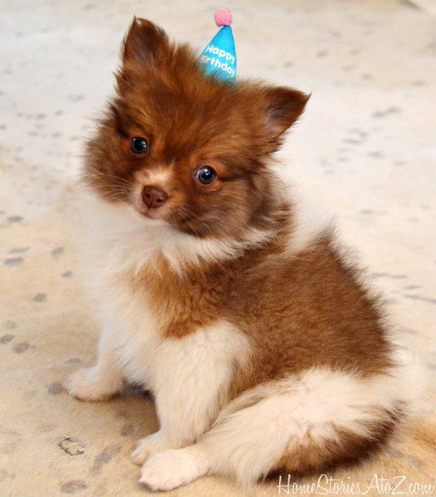 happy birthday pomeranian puppy