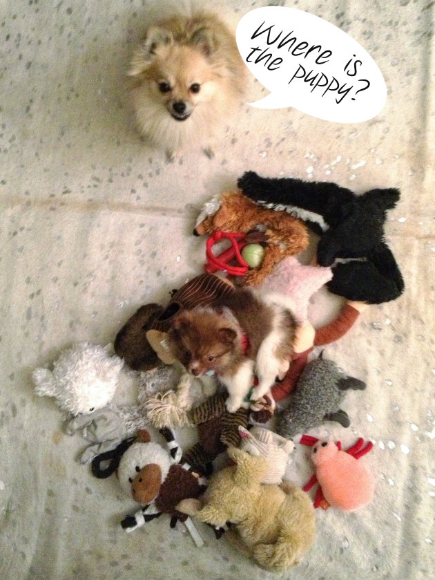 puppy in stuffed animals
