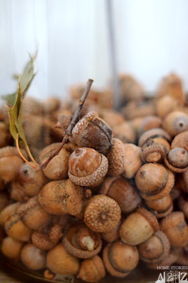 fall acorns