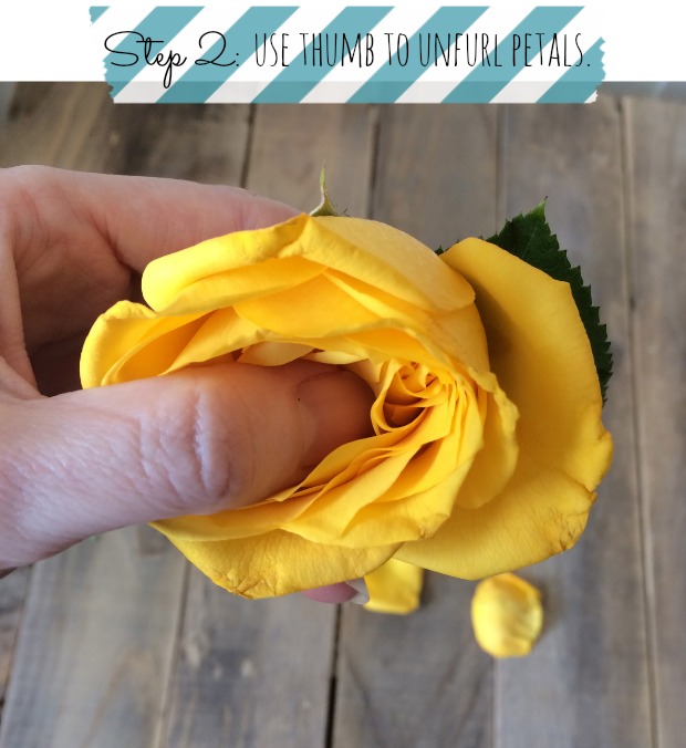 How to get roses to open full
