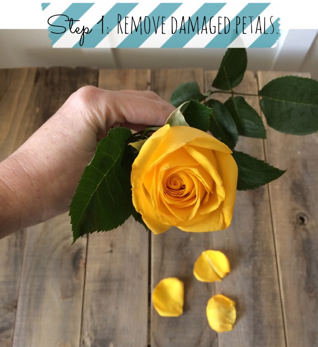 how to open rose to full bloom
