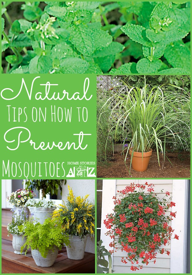 mosquito repellant plants