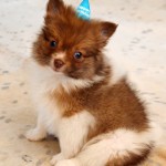 happy birthday pomeranian puppy