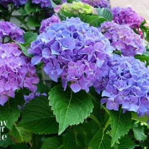 All About Hydrangeas - How to Turn Hydrangeas Pink or Blue by In My Own Style