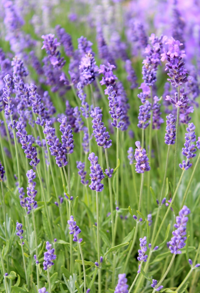 How to Grow the Prettiest Flowers - How to Grow English Lavender by Satori Design for Living