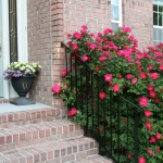 How to Grow the Prettiest Flowers - When to Prune Knockout Roses by Sand & Sisal