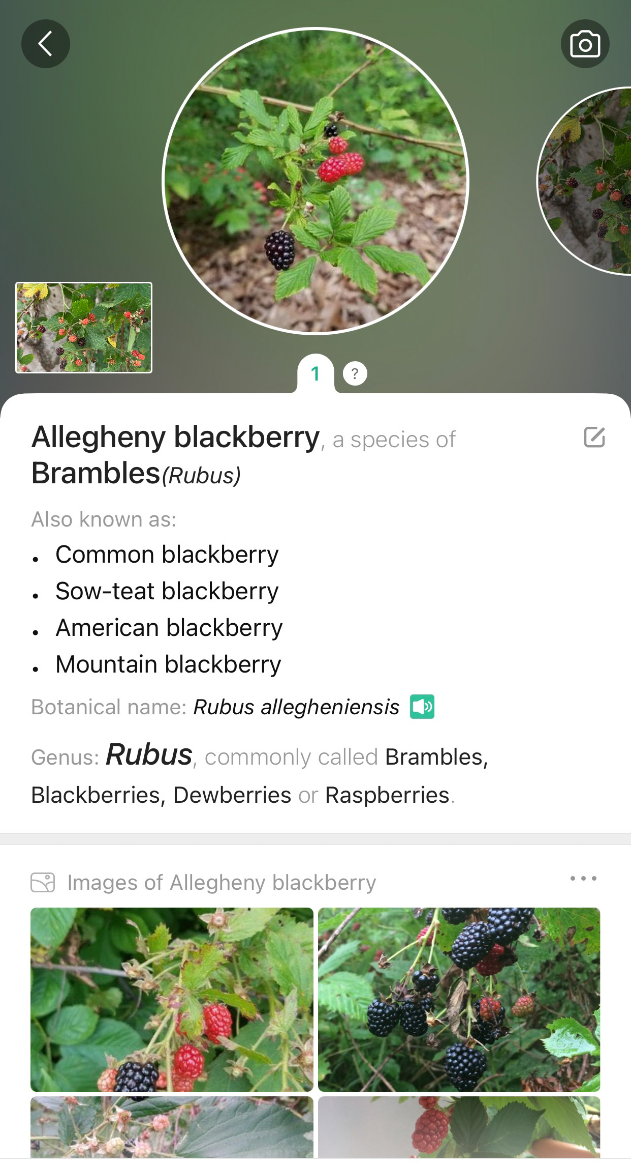 wild blackberry identification app